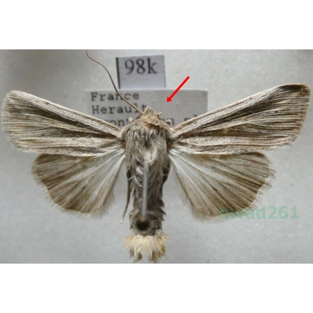 Mythimna riparia (Rambur, 1829) France98k